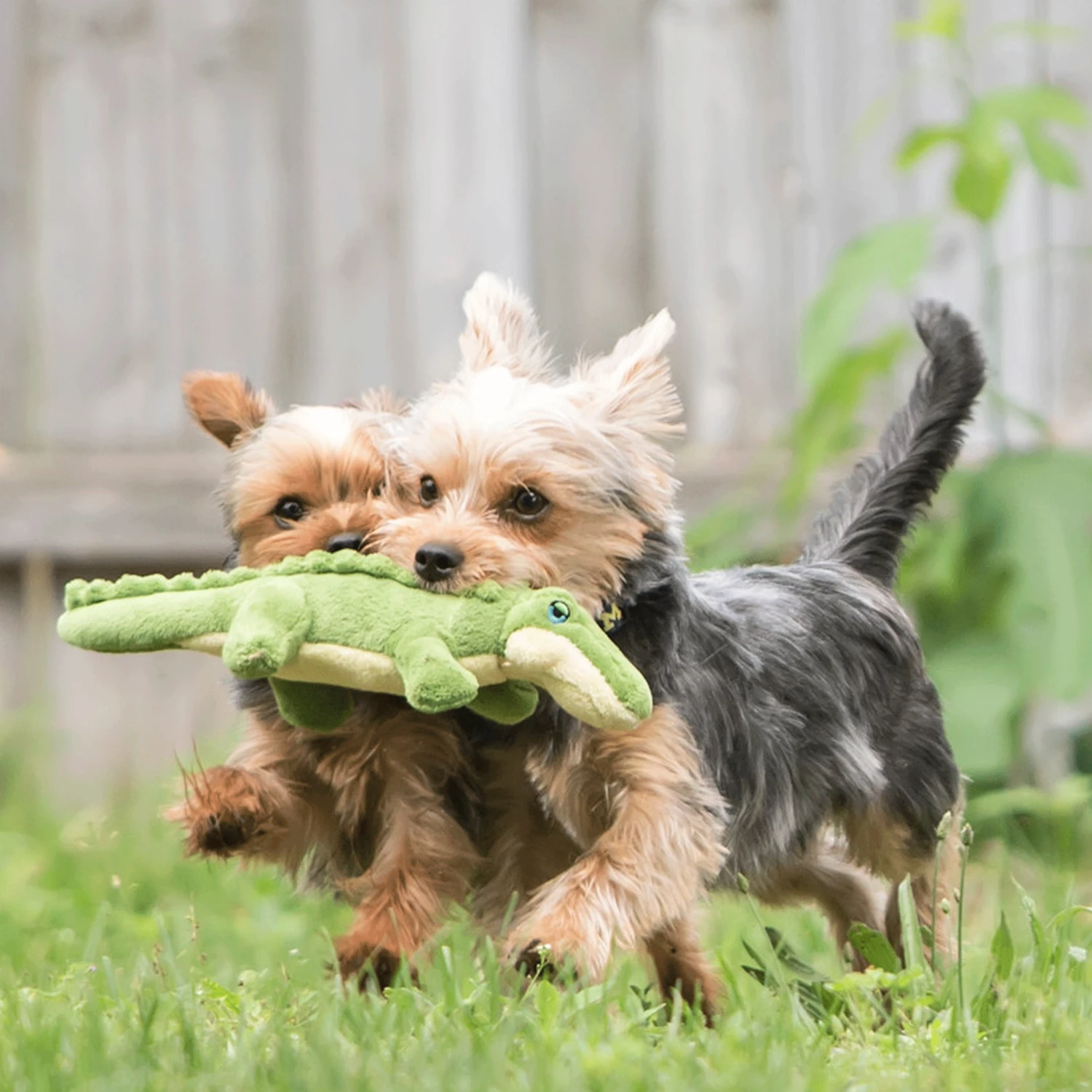 Fluff & Tuff Savannah Gator - Image 2