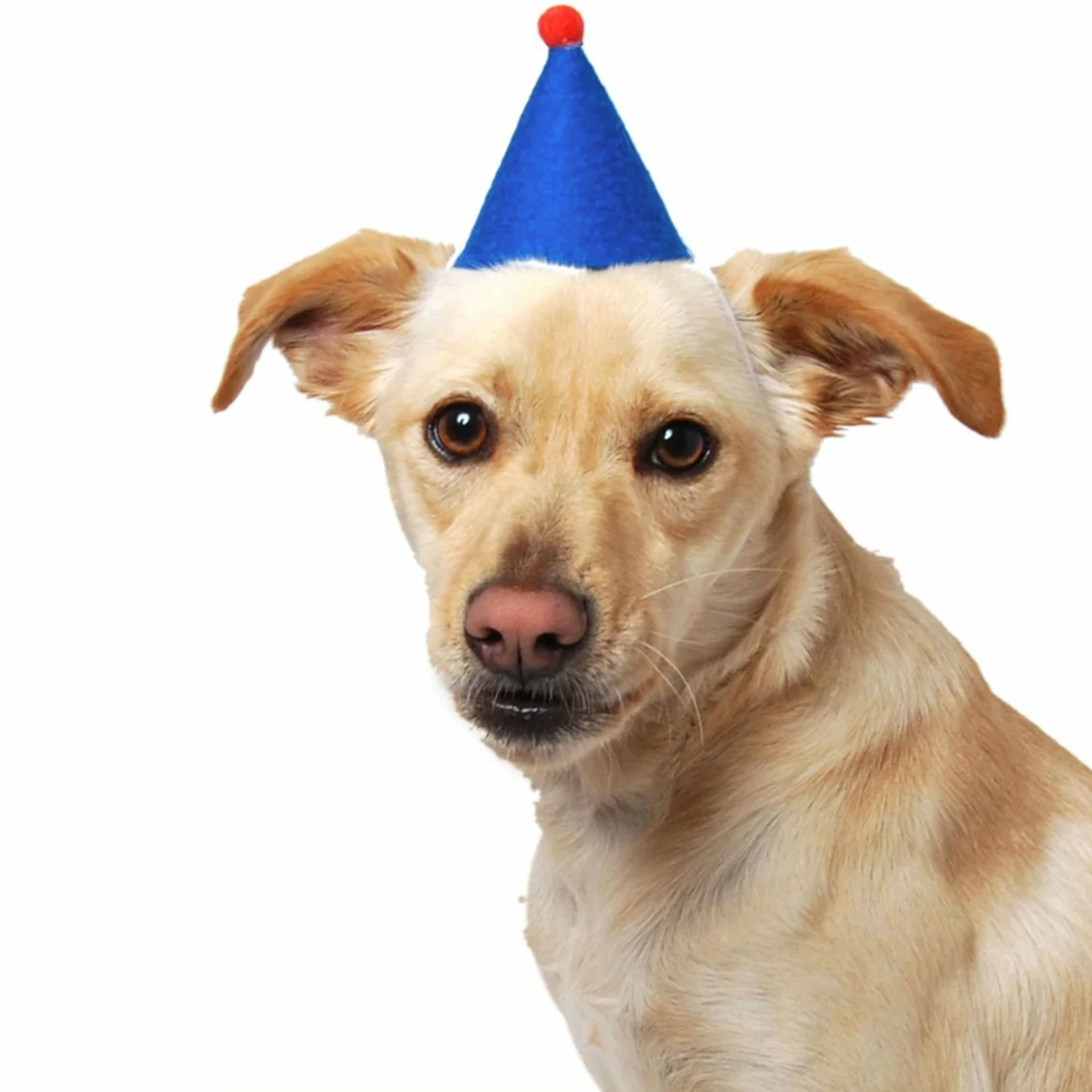 ModernBeast Pawty Hat Blue Dog Apparel - Image 2