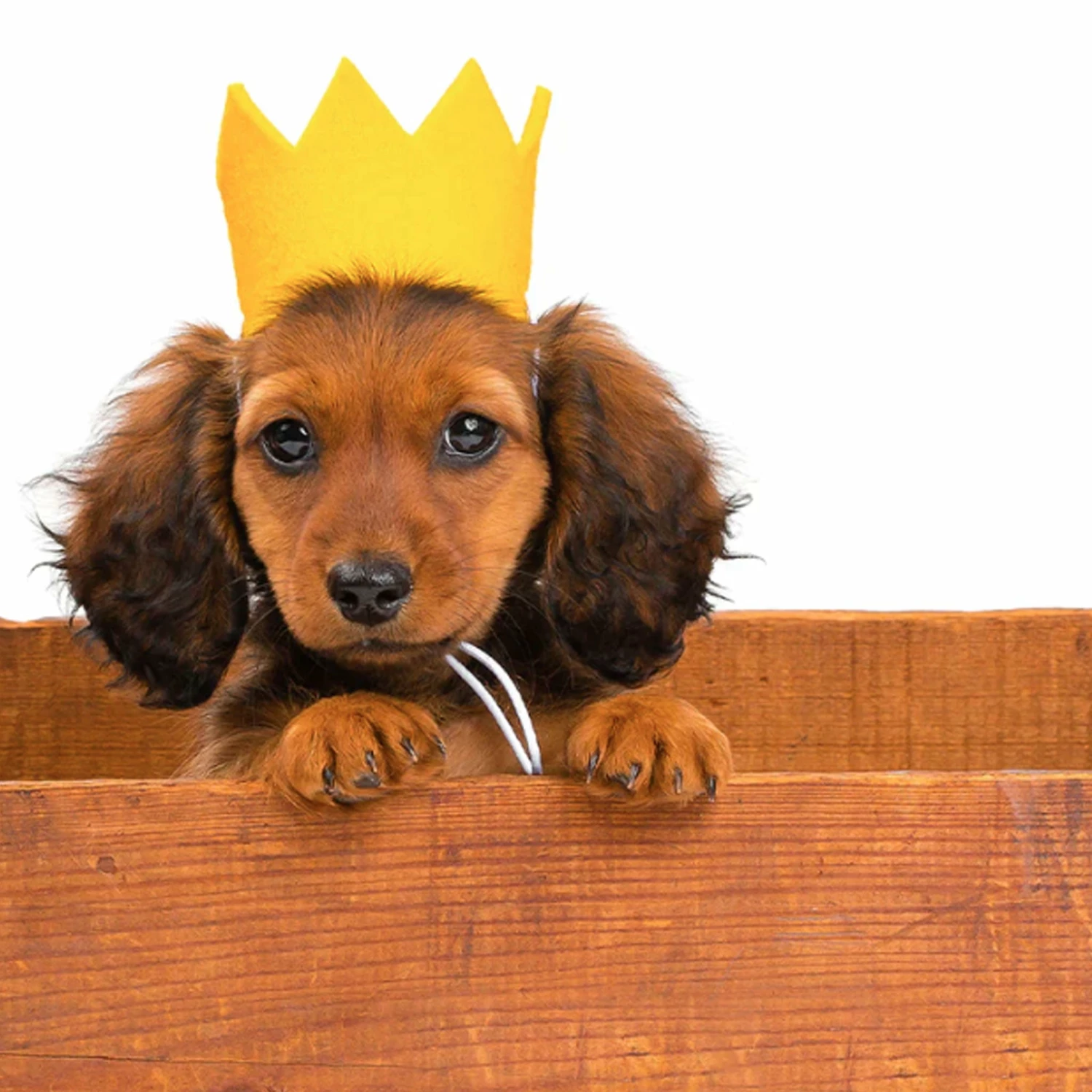 ModernBeast Party Beast Hat Gold Dog Apparel - Image 2