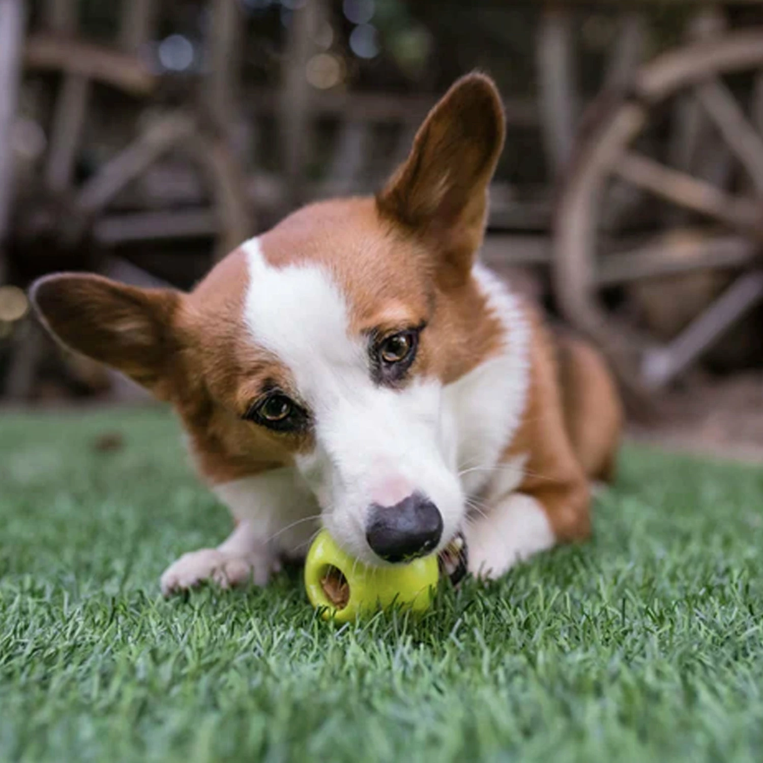 P.L.A.Y. ZoomieRex Ball Green Dog Toy - Image 2