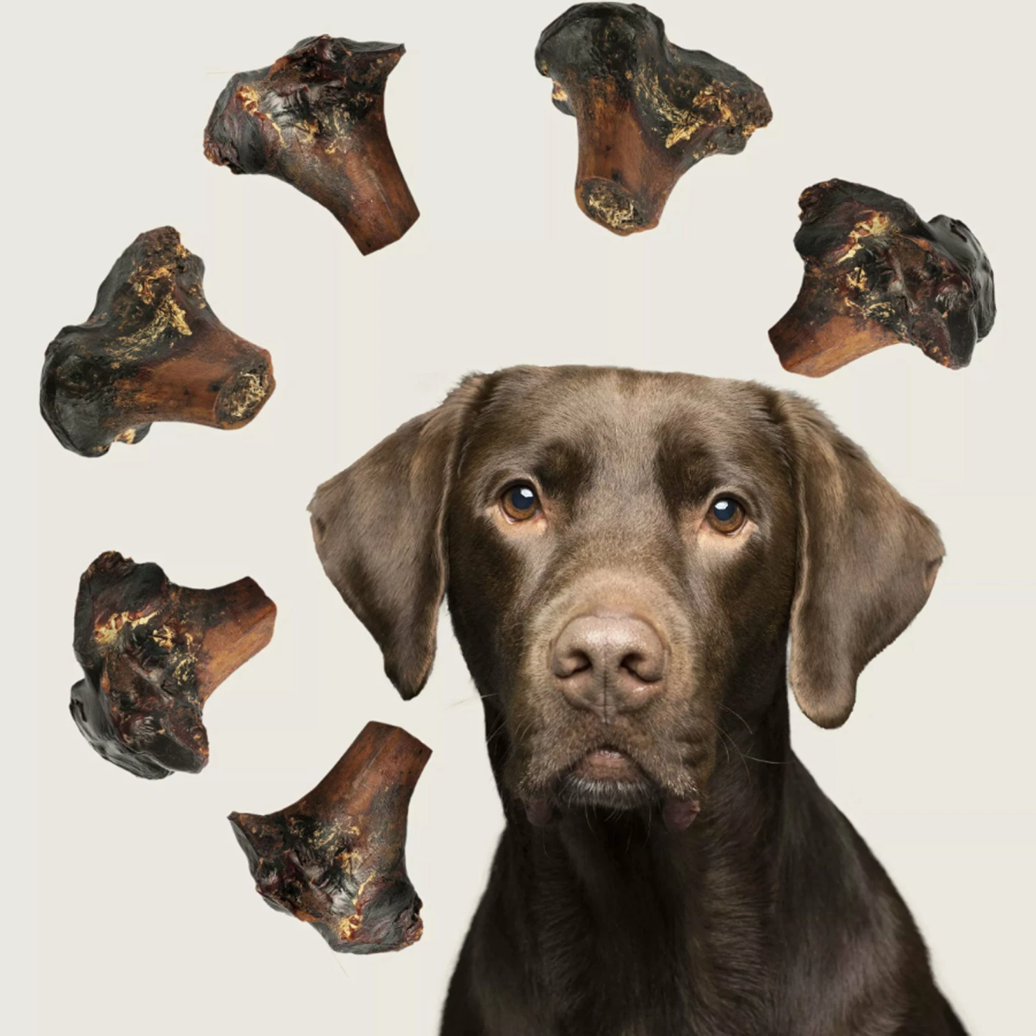 ROAM Gnaw-kles Dog Ostrich - Image 7