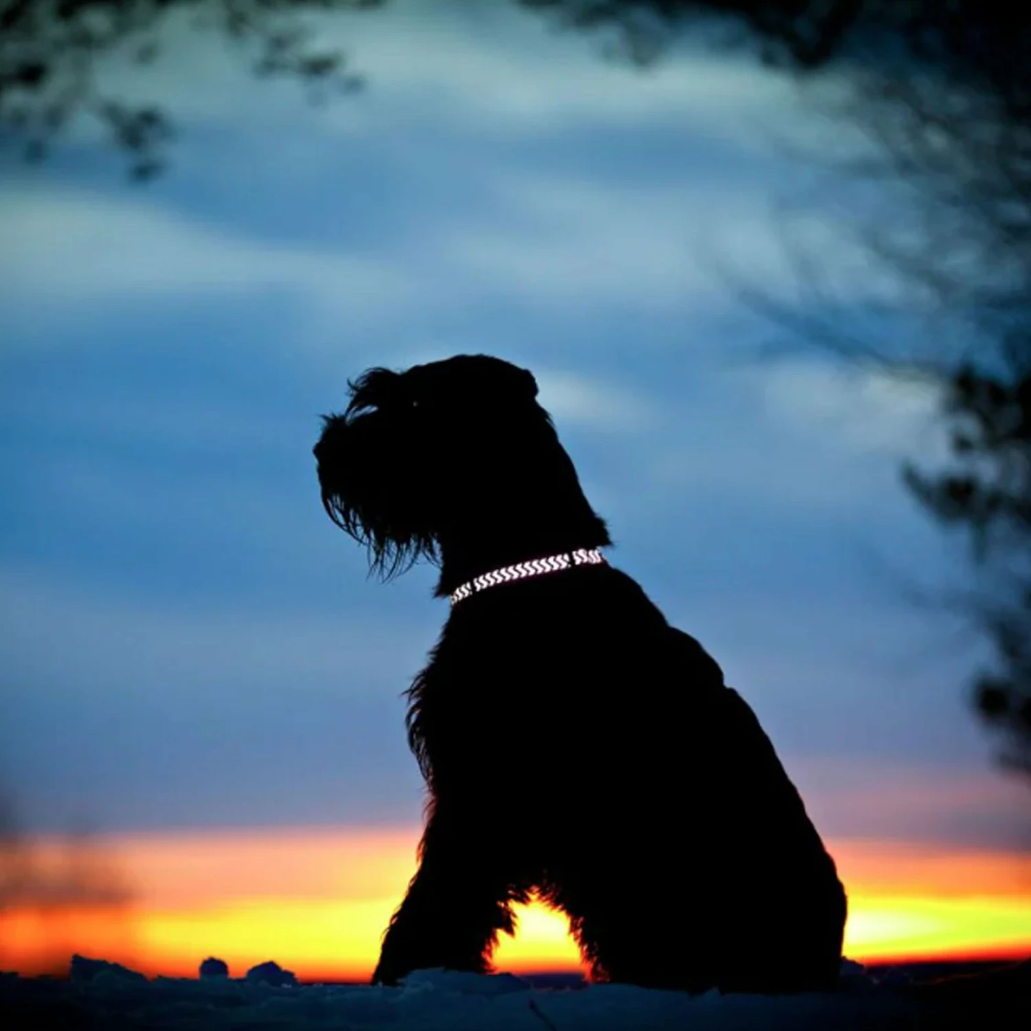 Red Dingo Red Reflective Ziggy Dog Collar - Image 3