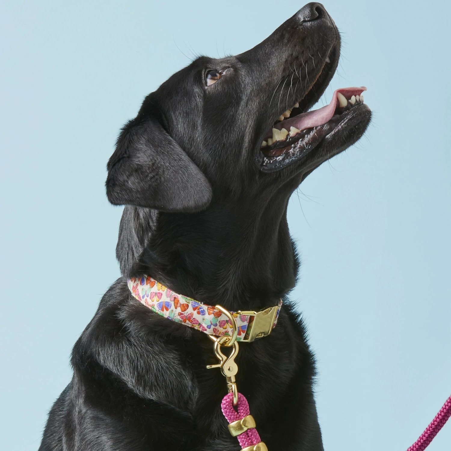 The Foggy Dog Collar - Butterflies - Image 4