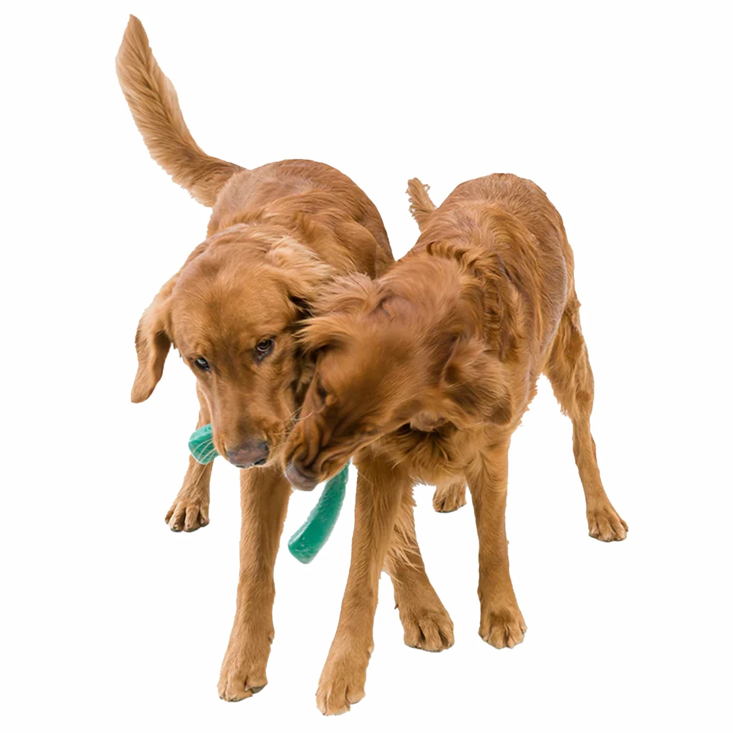 West Paw Snorkl - Green - Image 4